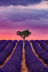 Lavendelfeld in der Provence