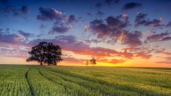 Sonnenaufgang am Getreidefeld