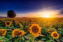 Sonnenblumenfeld bei Nördlingen