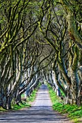 Dark hedges