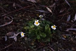 Gänseblümchen trotz dem Winter