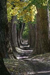 Magische Allee in Regensburg