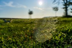 Spider net
