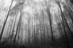 NEBELWALD