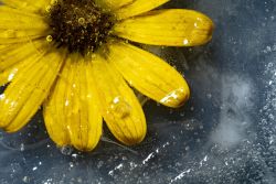 Blume im Eis