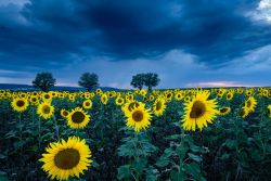 Die Ruhe vor dem Regen