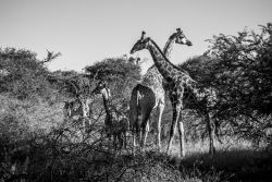 Giraffenfamilie