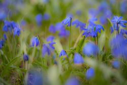 Blausternchen