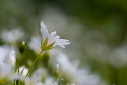 kleine Blumen im Rampenlicht