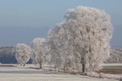 Frostiger Morgen