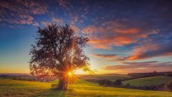 Baum im Abendlicht